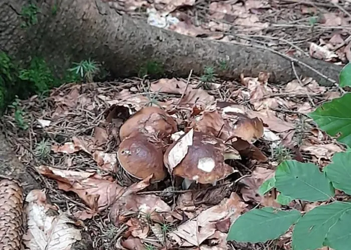 Pod Dubem Villa Navsi